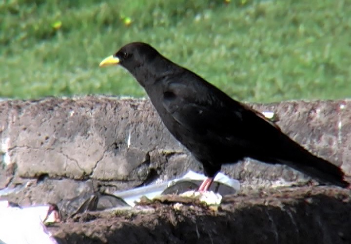 Yellow-billed Chough - Josep del Hoyo