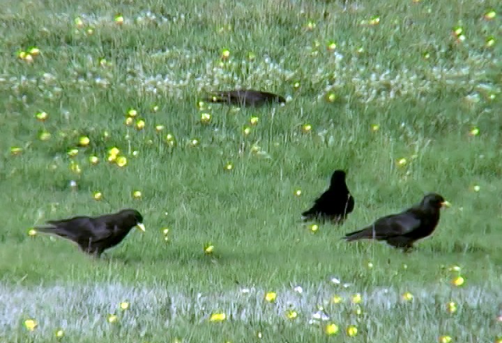 Yellow-billed Chough - ML341074731