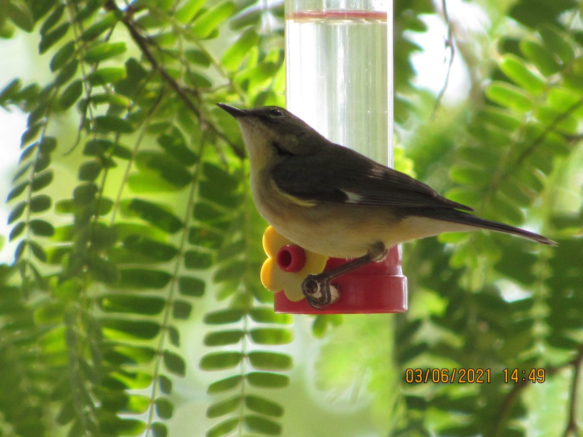 Black-throated Blue Warbler - Vivian F. Moultrie