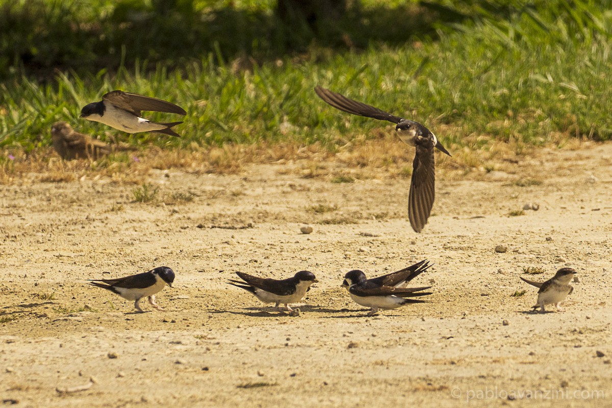 Хүрээний хараацай - ML341074991