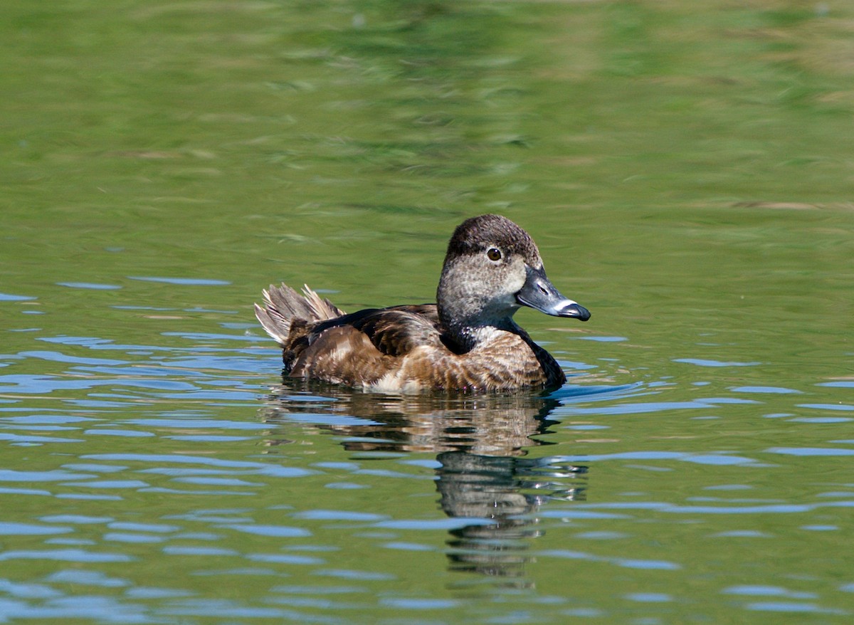 Ring-necked Duck - David Provencher