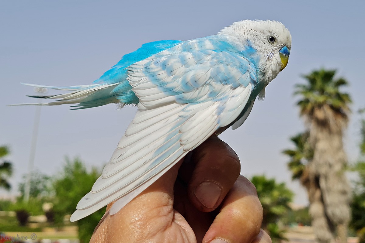 Budgerigar (Domestic type) - ML341077111