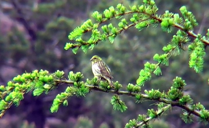 European Serin - Josep del Hoyo