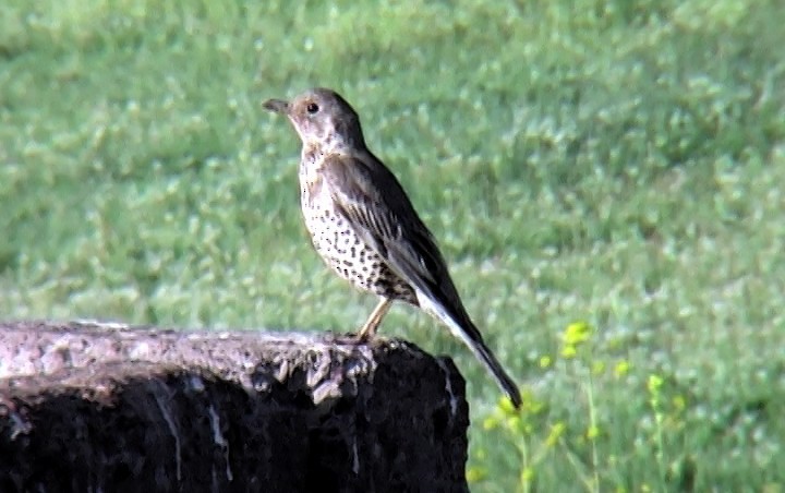 Mistle Thrush - ML341078641