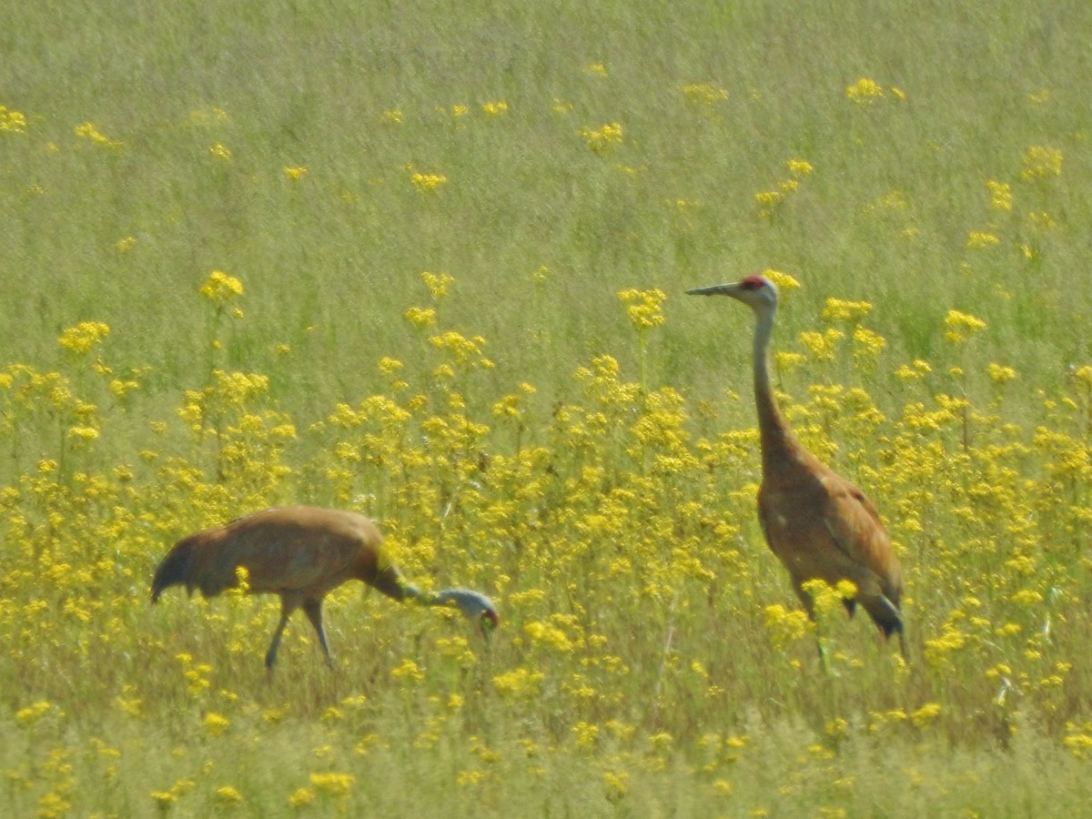 Sandhill Crane - ML341079621