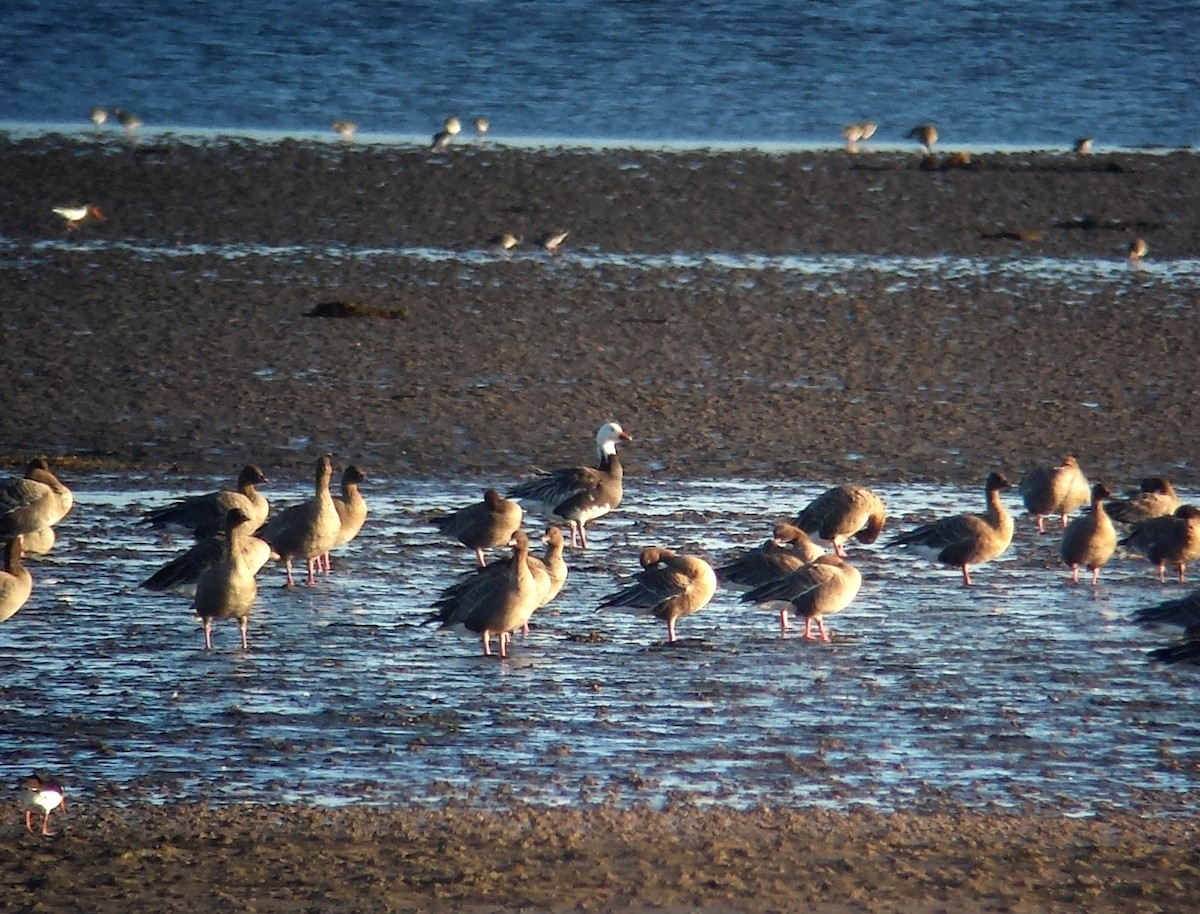 Snow Goose - ML341080731