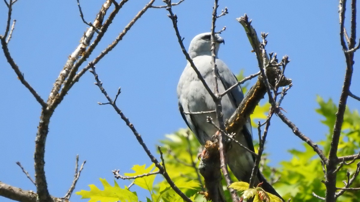 Миссисипский коршун - ML341082091