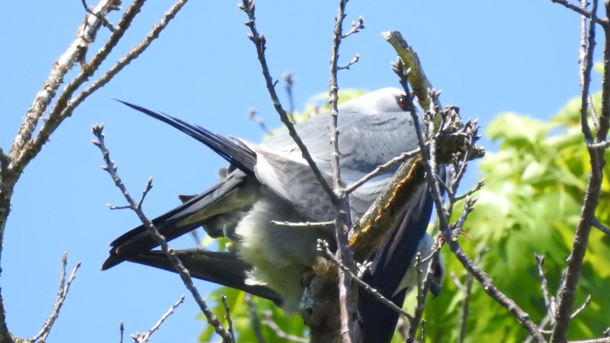 Mississippi Kite - Dan McCoy