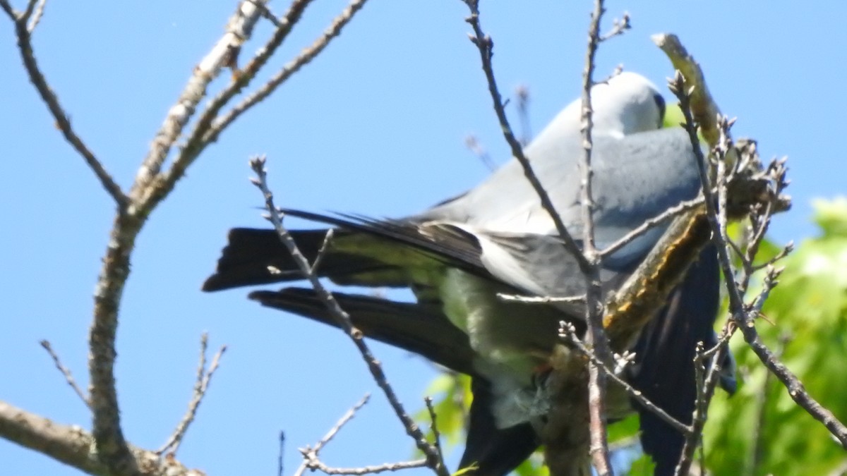 Миссисипский коршун - ML341082121