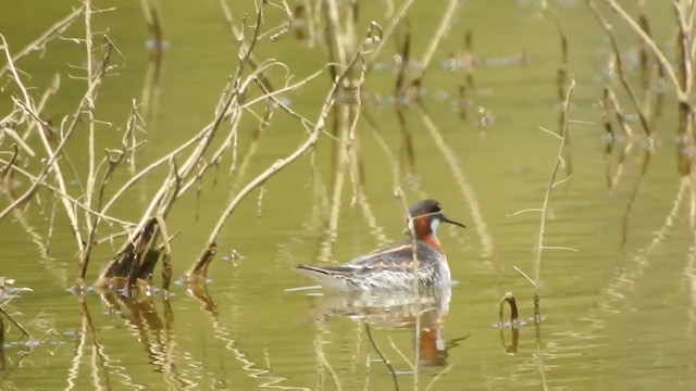 svømmesnipe - ML341083411