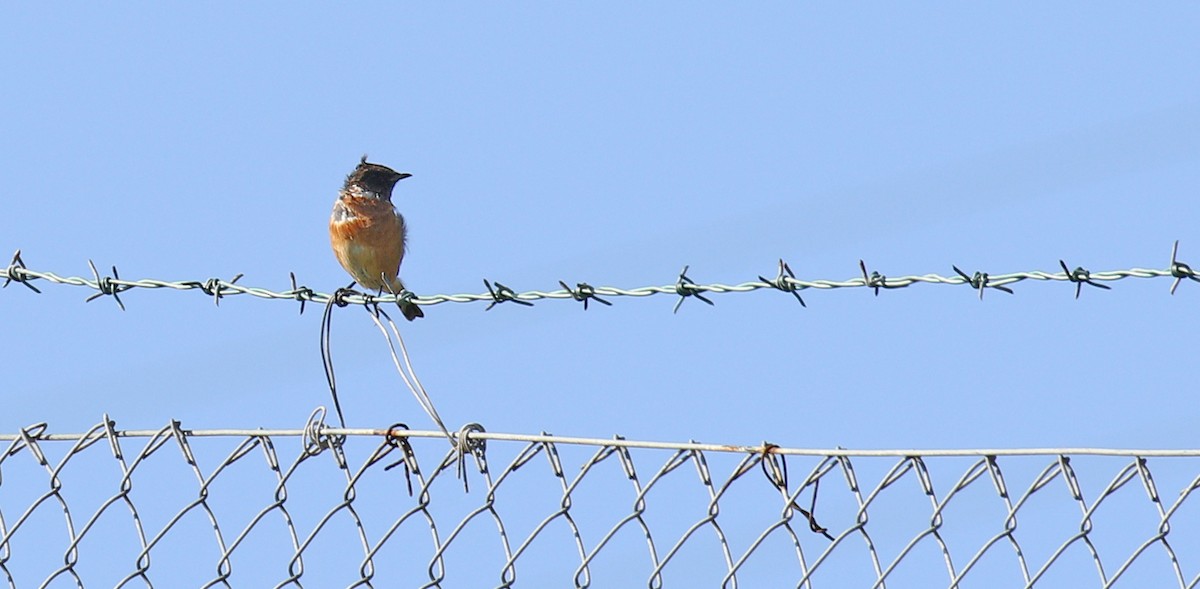 European Stonechat - Ryan Schain