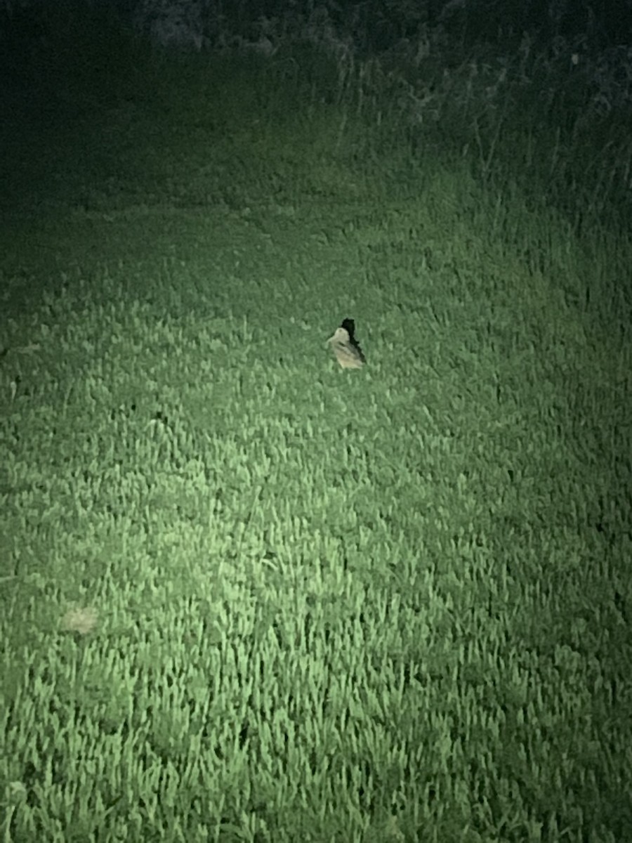 American Woodcock - ML341083701
