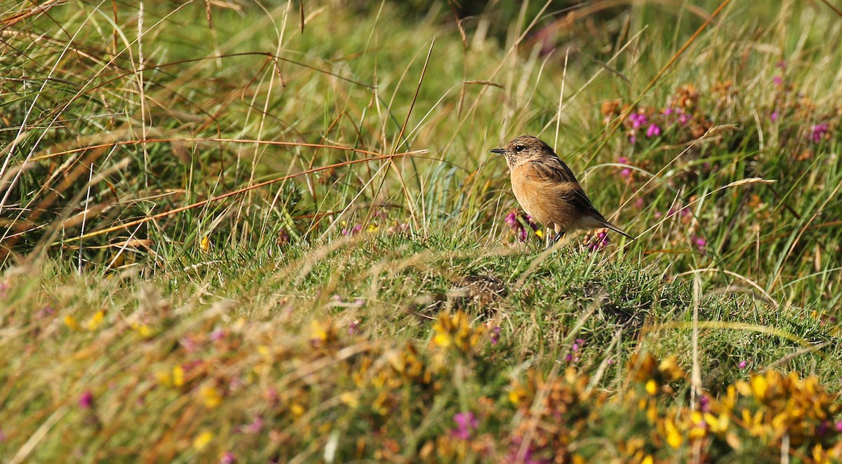 European Stonechat - ML34108421