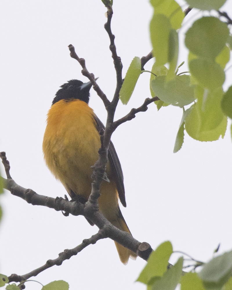 Baltimore Oriole - ML341084911