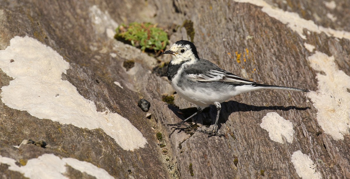 White Wagtail - ML34108671