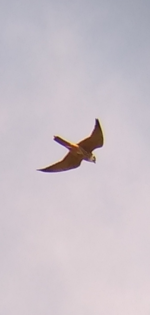 Eurasian Hobby - ML341088181