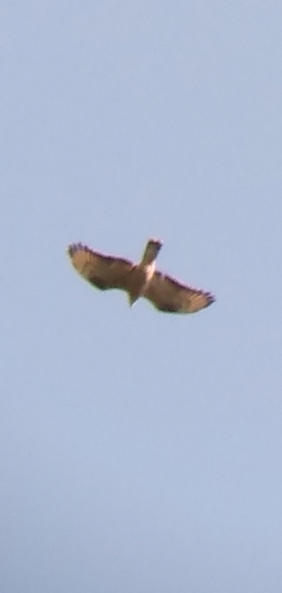 European Honey-buzzard - ML341088231