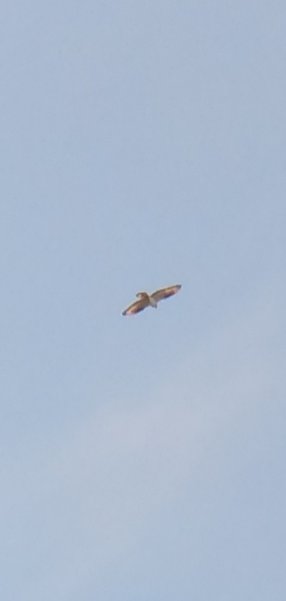 European Honey-buzzard - ML341088251