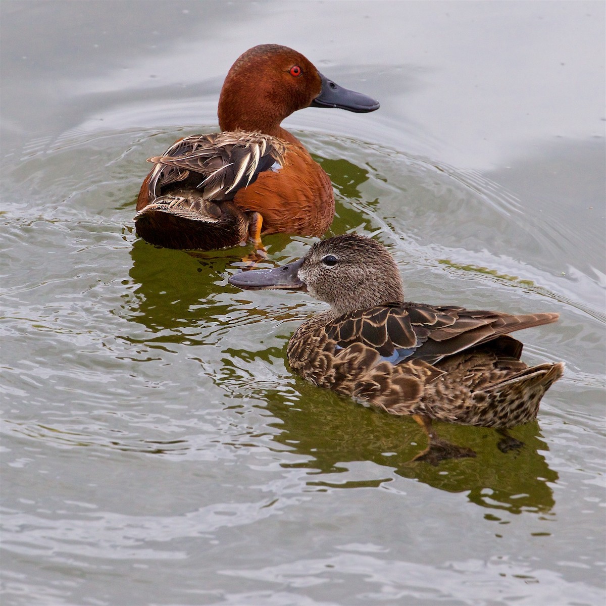 Cinnamon Teal - Ed Harper