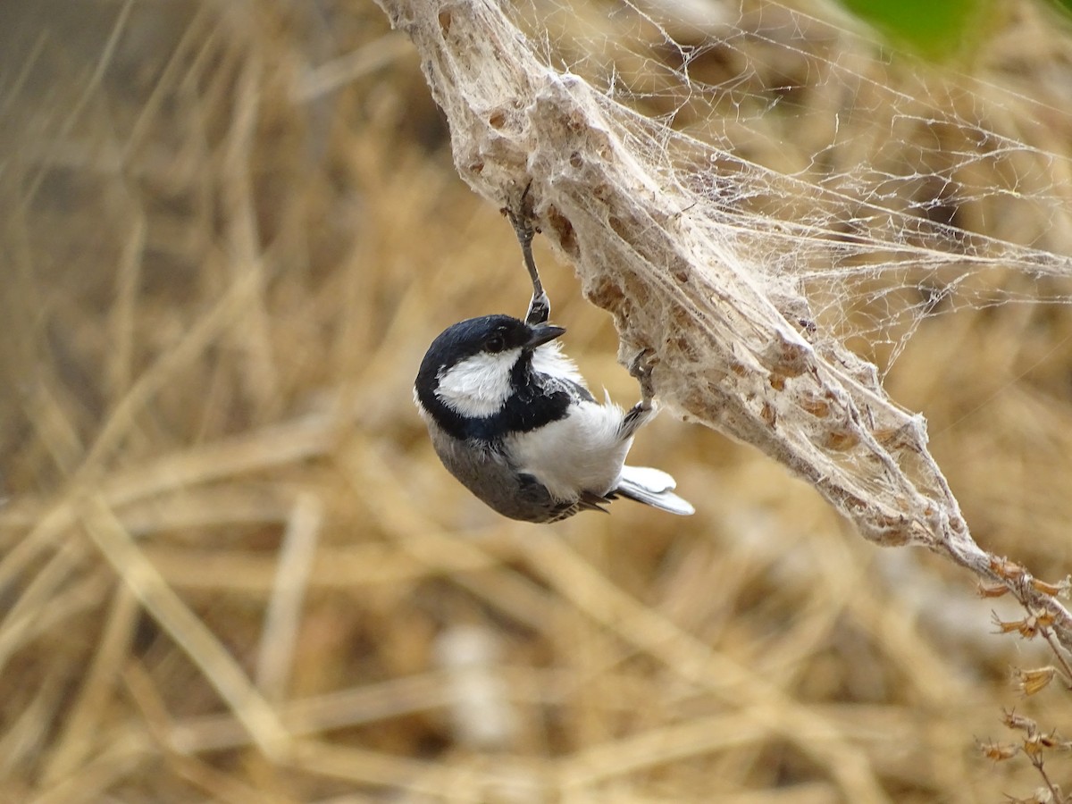 Cinereous Tit - kishor pathak