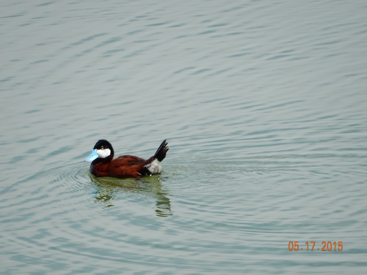 Ruddy Duck - Eli Miller