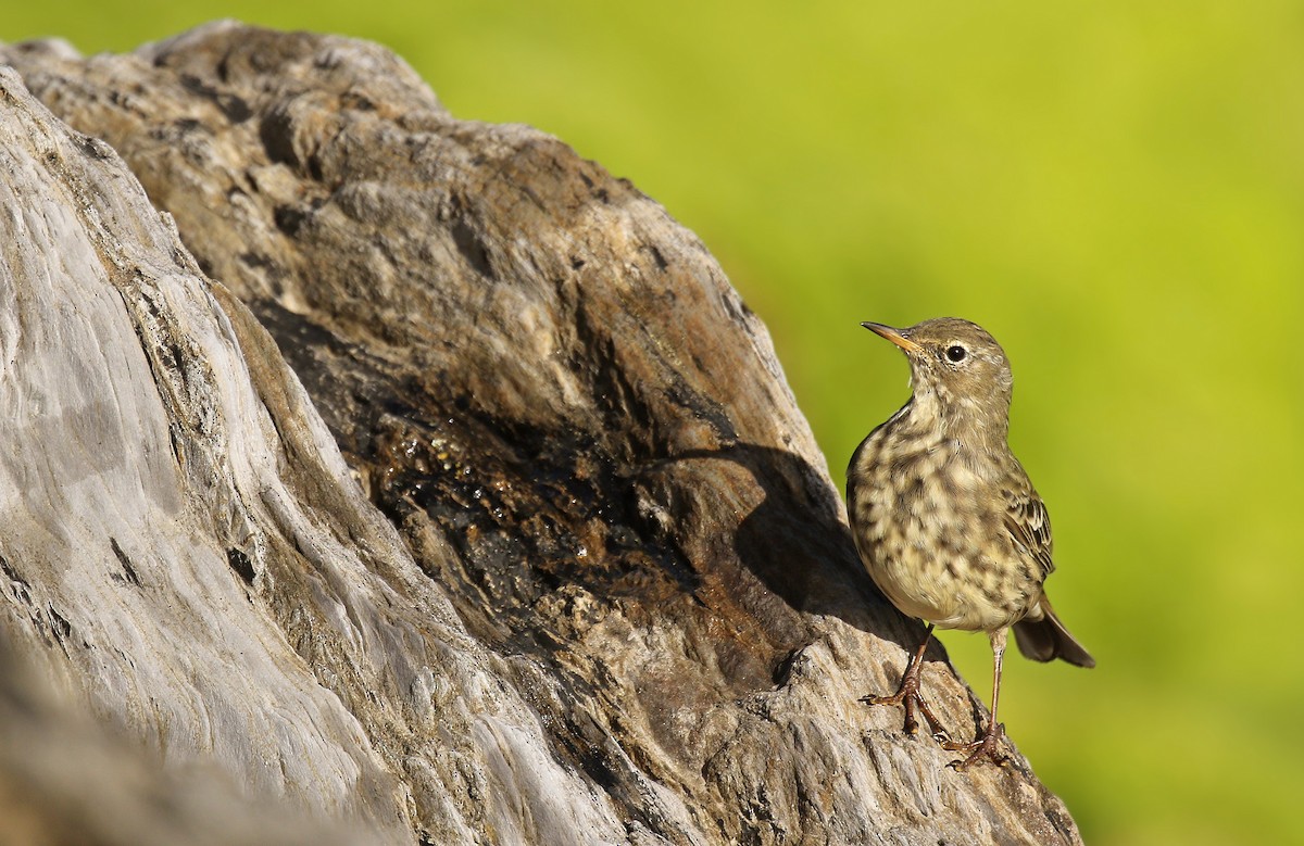 Rock Pipit - ML34109221