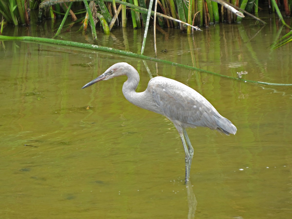 Reddish Egret - ML34109551