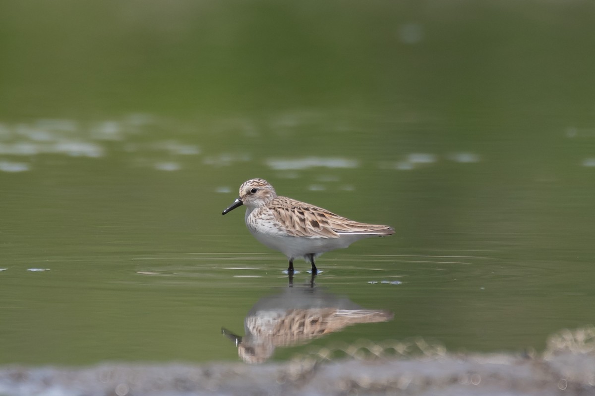 Semipalmated Sandpiper - Bill VanderMolen