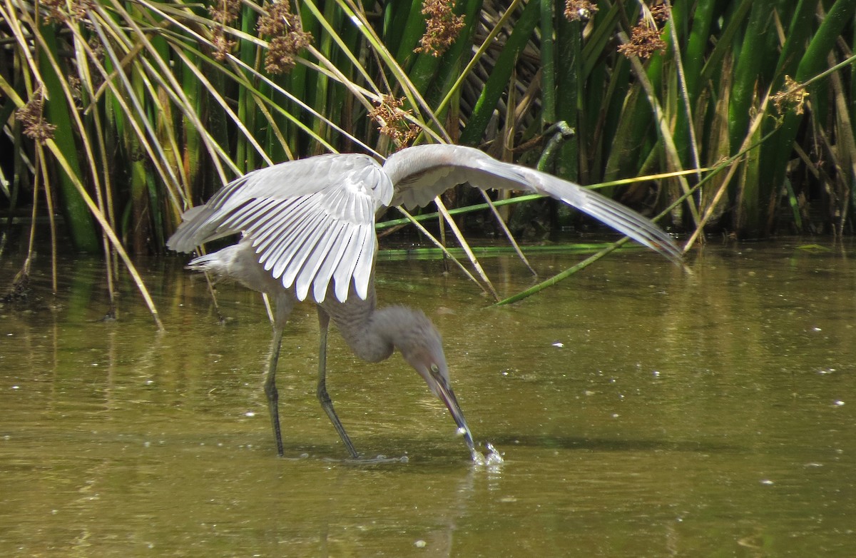 Reddish Egret - ML34109631