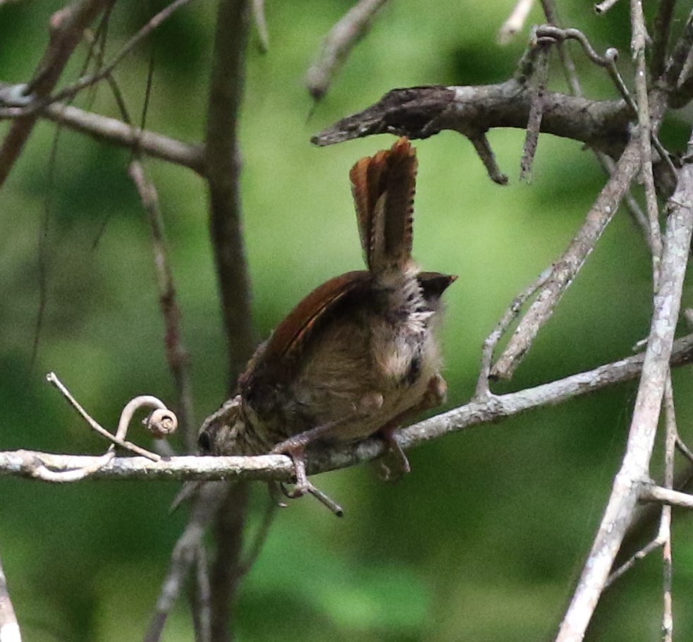 Carolina Wren - ML34109751