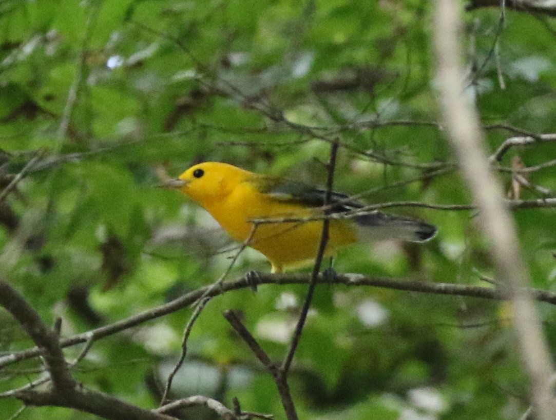 Prothonotary Warbler - ML34109911