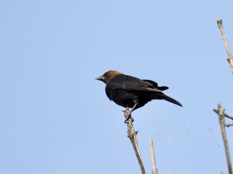 Brown-headed Cowbird - Pauline DesRosiers 🦉