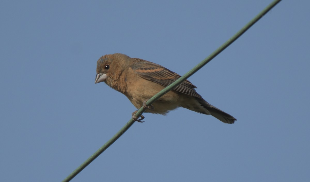 Blue Grosbeak - ML341101111