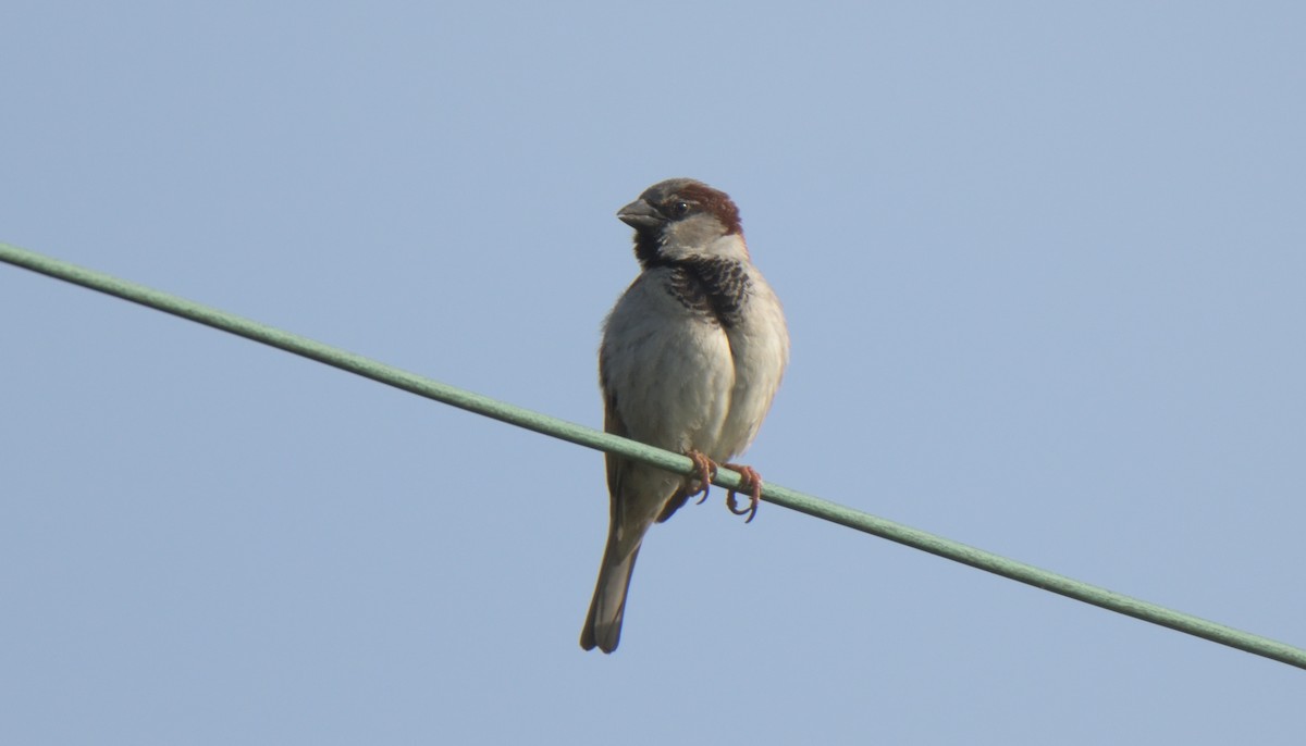 House Sparrow - ML341101181