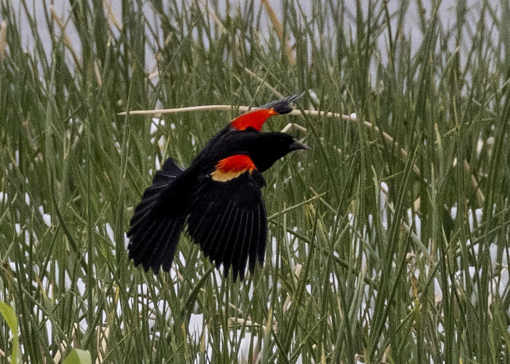 Red-winged Blackbird - ML341101791