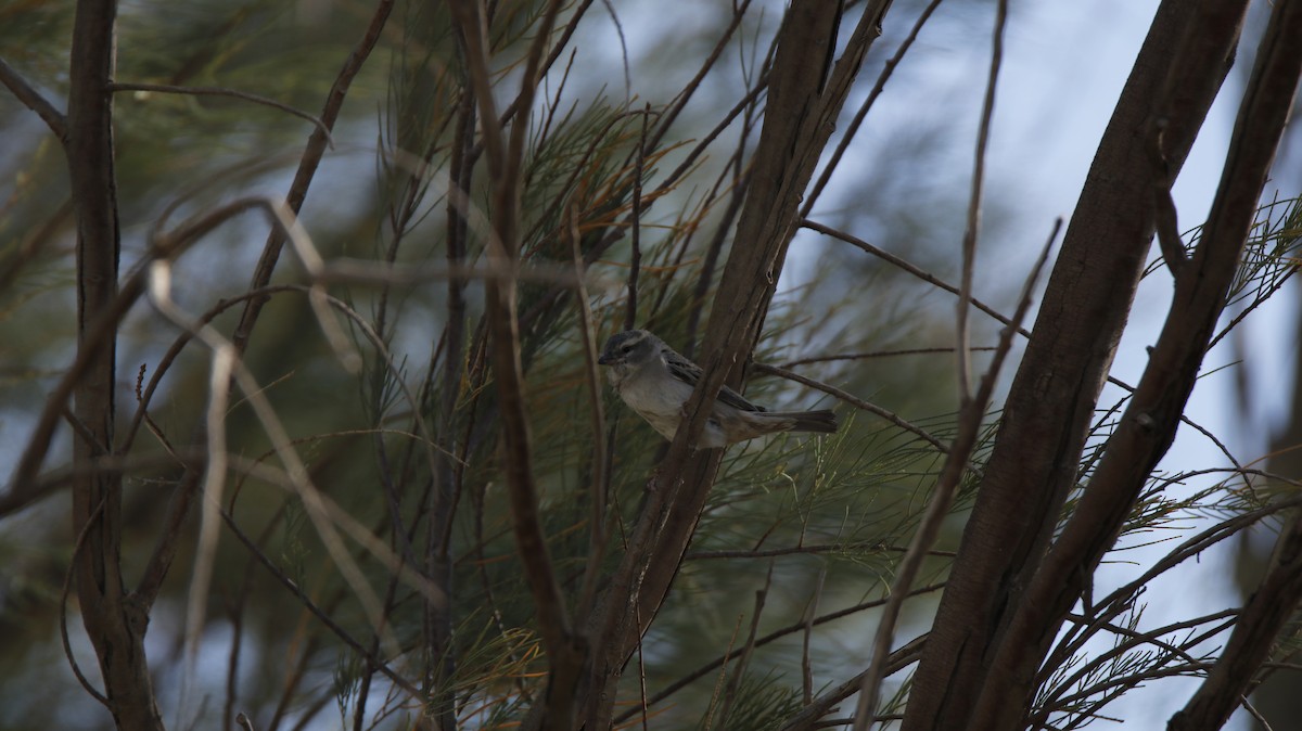 Dead Sea Sparrow (Sistan Scrub) - ML341102321