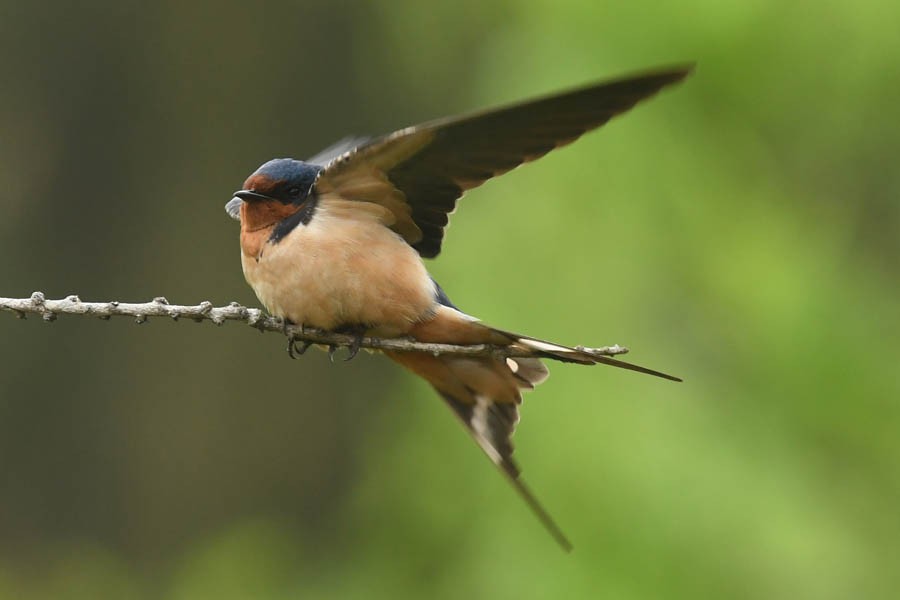 Barn Swallow - ML341102531