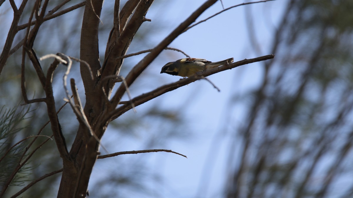 Dead Sea Sparrow (Sistan Scrub) - ML341102641