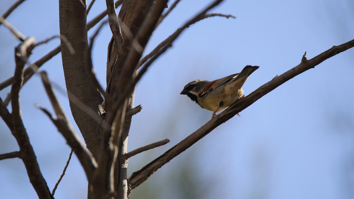 Dead Sea Sparrow (Sistan Scrub) - ML341102751