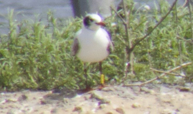 Mediterranean Gull - ML341103111