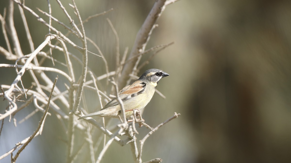 Dead Sea Sparrow (Sistan Scrub) - ML341103221