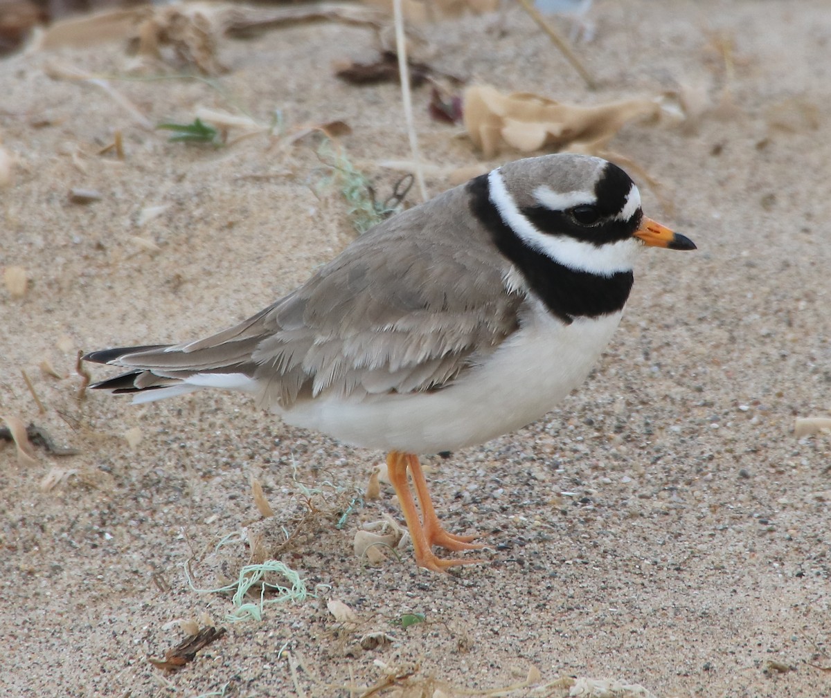 Common Ringed Plover - ML341103341