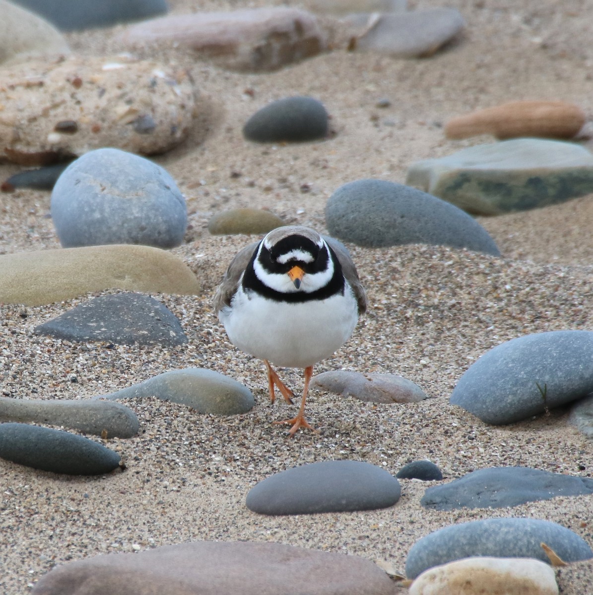Common Ringed Plover - ML341103371