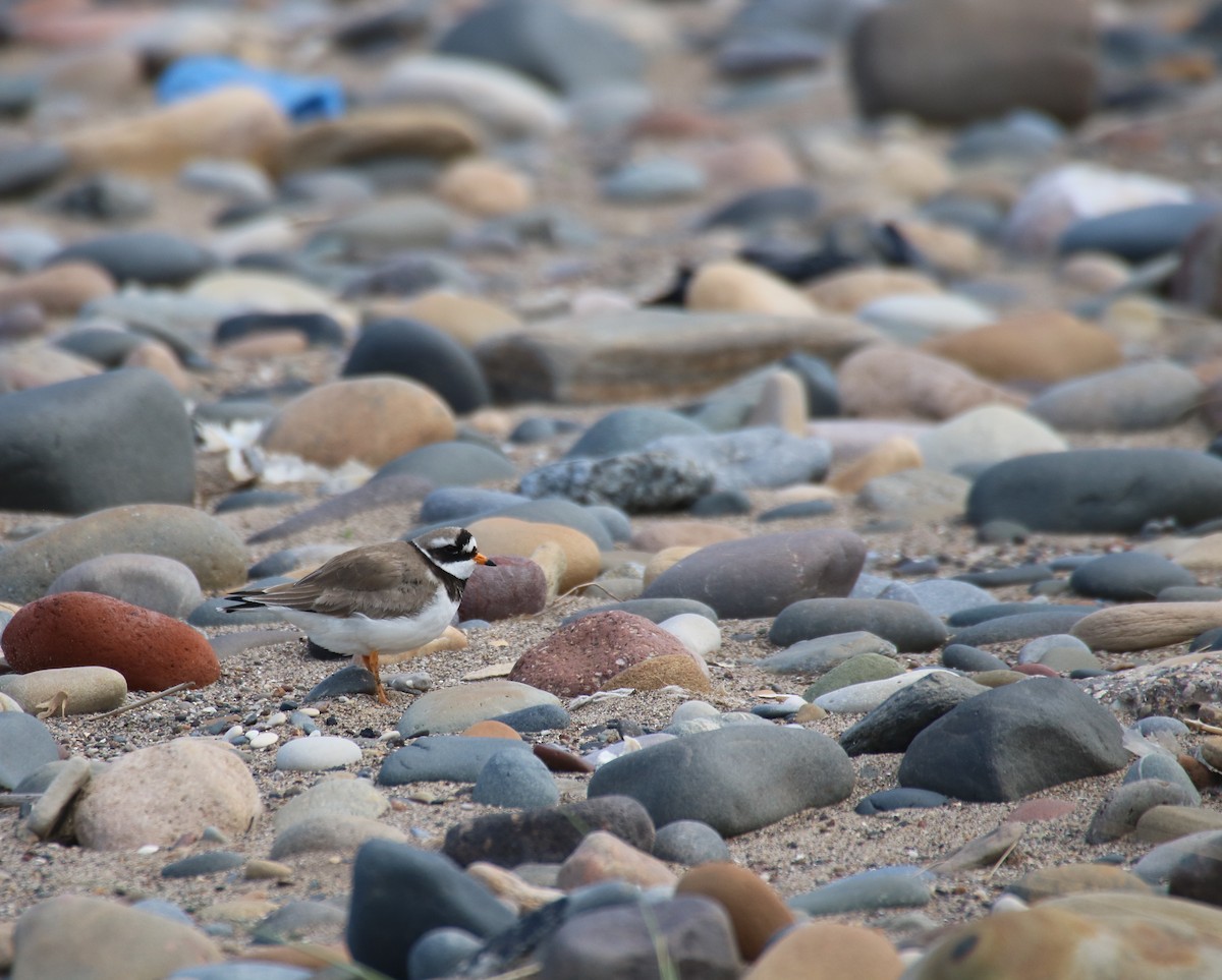 Common Ringed Plover - ML341103391