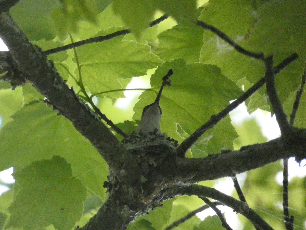 Ruby-throated Hummingbird - ML341104141