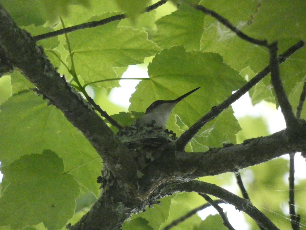 Ruby-throated Hummingbird - ML341104151