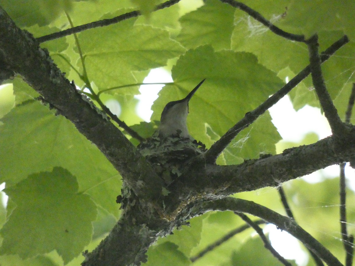 Ruby-throated Hummingbird - ML341104161