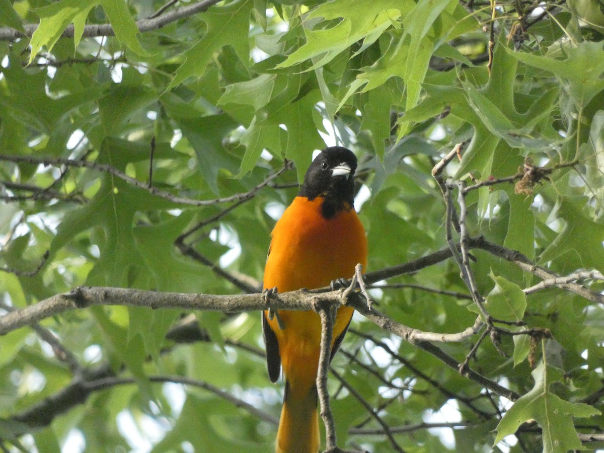 Baltimore Oriole - ML341104241