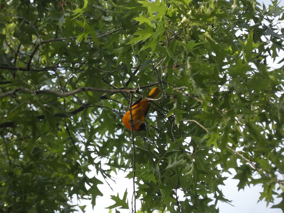 Baltimore Oriole - ML341104251