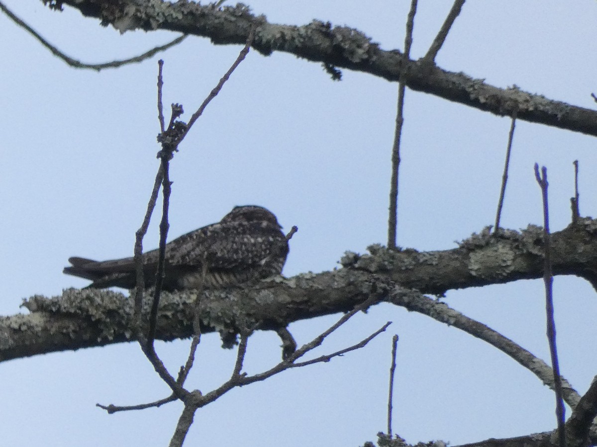 Common Nighthawk - ML341104311